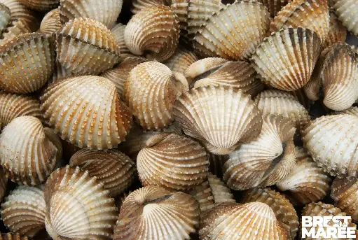 Brest Marée | Poissonnerie en ligne